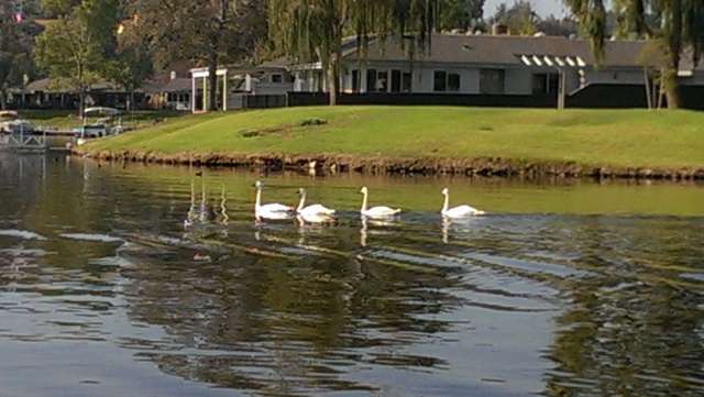 Lake San Marcos Trumpeter Swans